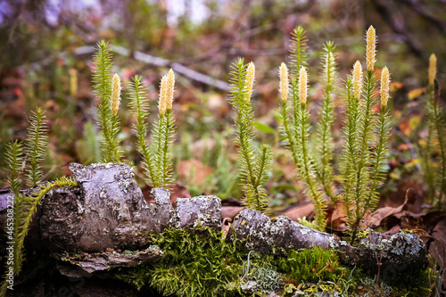 Close up view of Spinulum or Lycopodium annotinum, known as interrupted or stiff clubmoss, growing on the wet forest ground, is used in pharmacy, herbal medicine, dyeing industry, as a decoration. photo