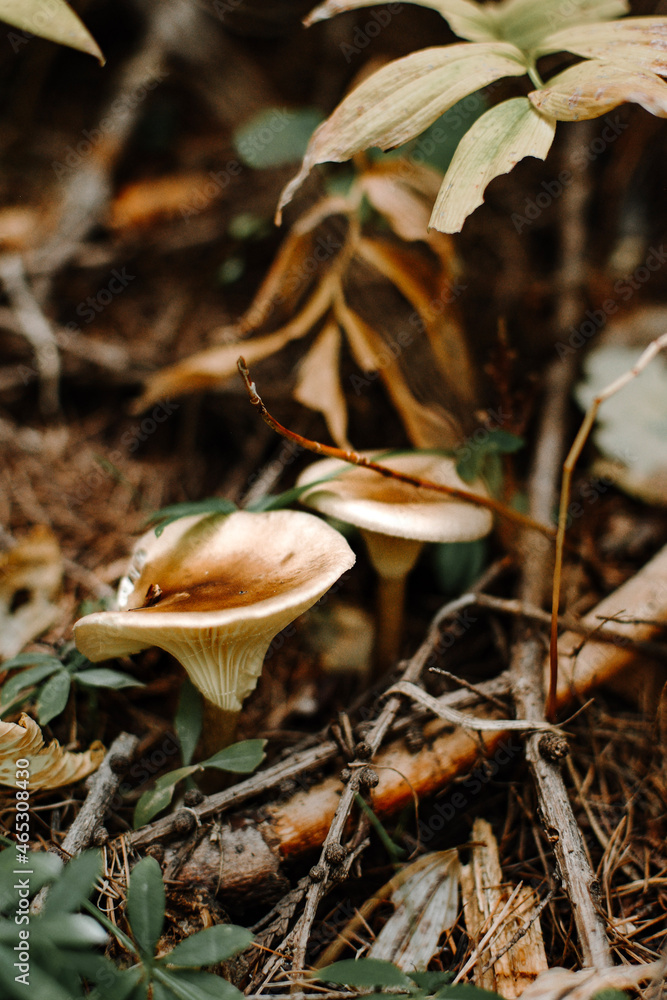 two mushrooms in the forest floor, 2 white toadstools growing in the woods two mushrooms in the forest floor, 2 white toadstools growing in the woods