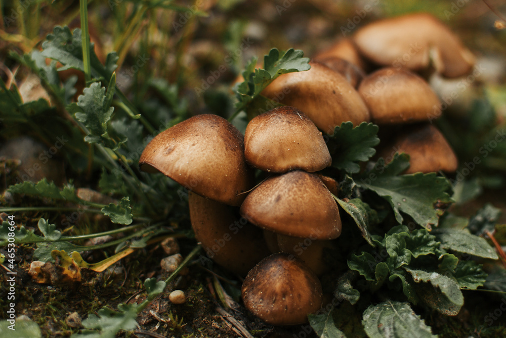 boletus edulis mushroom group on the forest floor ready to pick for mushroom hunters in the fall boletus edulis mushroom group on the forest floor ready to pick for mushroom hunters in the fall
