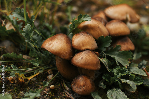 boletus edulis mushroom group on the forest floor ready to pick for mushroom hunters in the fall