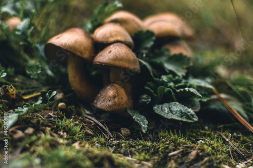 Φωτογραφία mushrooms in the forest floor on a mossy ground group of mushrooms growing toget