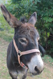 Detail of beautiful Equus africanus asinus (Catalan donkey).