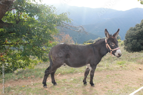 Detail of beautiful Equus africanus asinus  Catalan donkey .