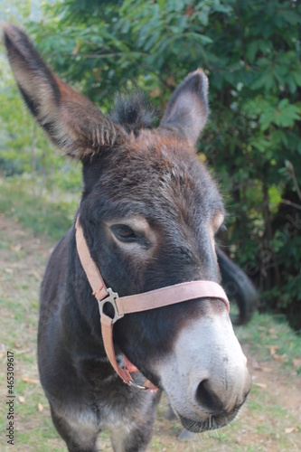 Detail of beautiful Equus africanus asinus (Catalan donkey). © Jaume