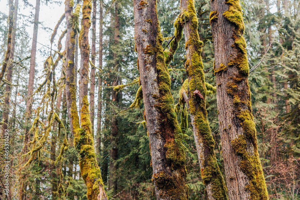 Obraz premium Winter Forest | Washington 