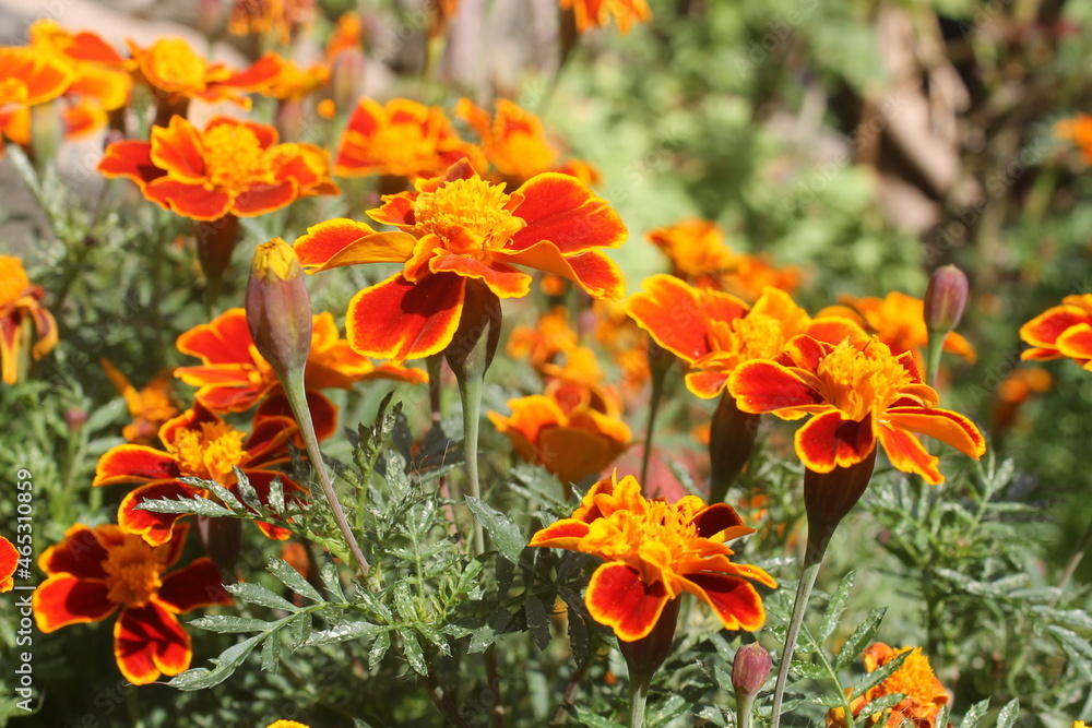 Detalle de varias Tagetes erecta.