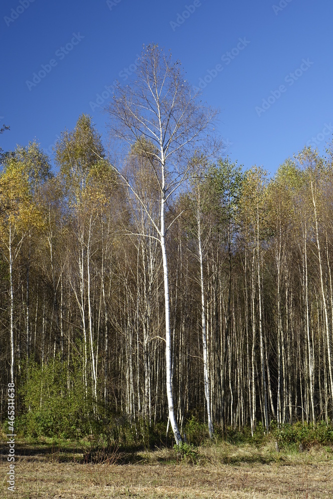 Empty birch trees under a blue sky on a sunny autumn day, Ludwigswinkel, Fischbach, Rhineland Palatinate, Germany
Empty birch trees under a blue sky on a sunny autumn day, Ludwigswinkel, Fischbach, Rhineland Palatinate, Germany