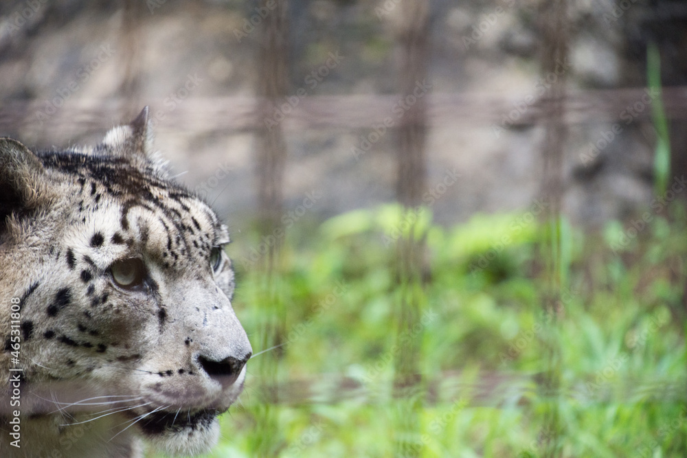 Obraz premium 雪豹