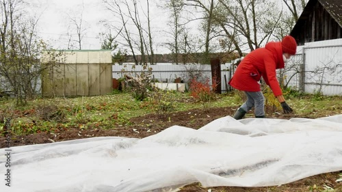 A woman in a red jacket covers the ground with plastic wrap to protect the seeds from rain and cold