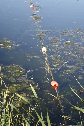 Red and white floaters on a small lake with algae and grass in the foreground, Schöntalweiher, Ludwigswinkel, Fischbach, Rhineland Palatinate, Germany photo