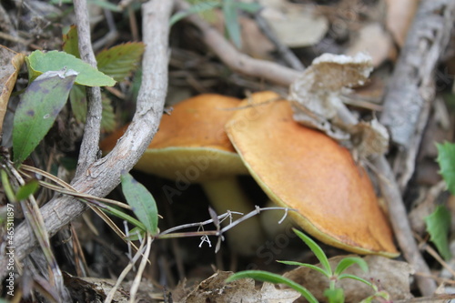 Detail of Boletus edulis (Fungi) in the mountain before being collected. photo