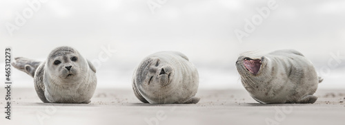 Drei kleine Robben am Strand photo