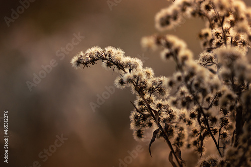 Dry grass on the meadow in the autumn