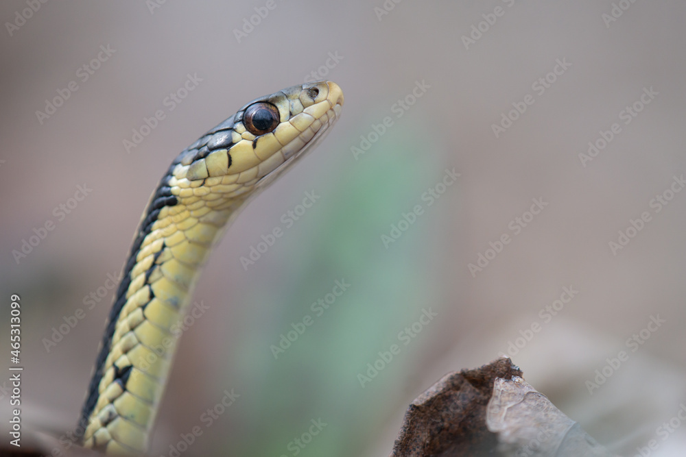 Fototapeta premium grass-snake