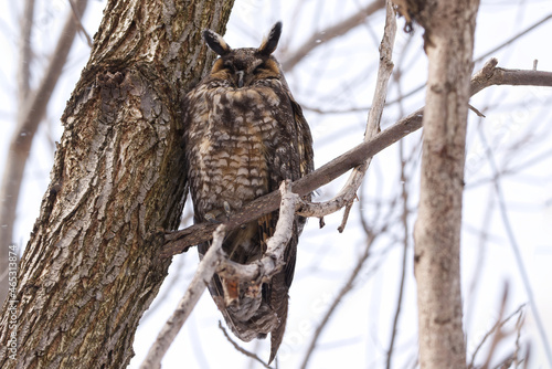 Photography Long-eared Owl Perched in a tree