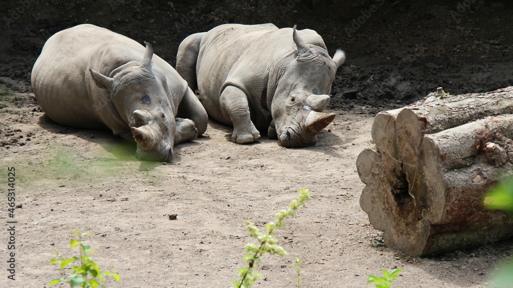 white rhinos in a zoo in france white rhinos in a zoo in france