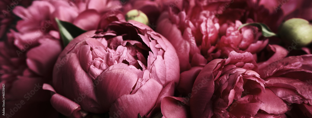 Obraz premium Banner with Beautiful purple peonies, soft focus. Dark Spring or summer floral background. Festive flowers concept