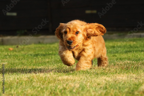 Small and cute red Cocker Spaniel puppy running in the green grass, morning sun.