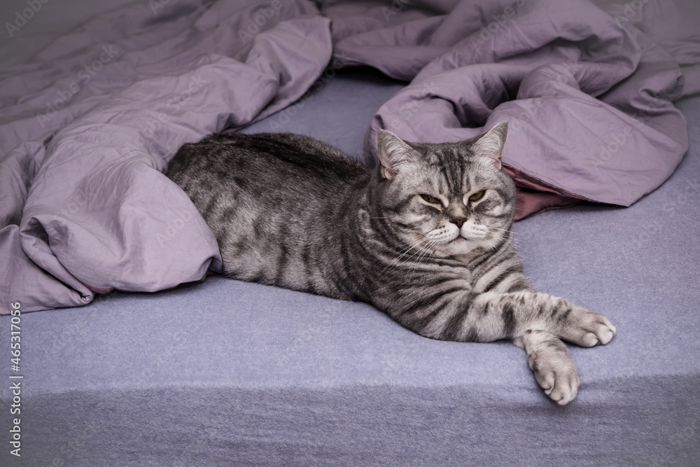 Scottish Straight shorthair cat resting on the bed with violet bedclothes at home