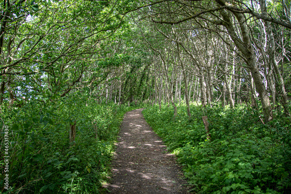 Weg durch den Wald in der Geltinger Birk Weg durch den Wald in der Geltinger Birk