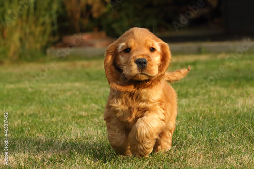 Small and cute red Cocker Spaniel puppy running in the green grass, morning sun.