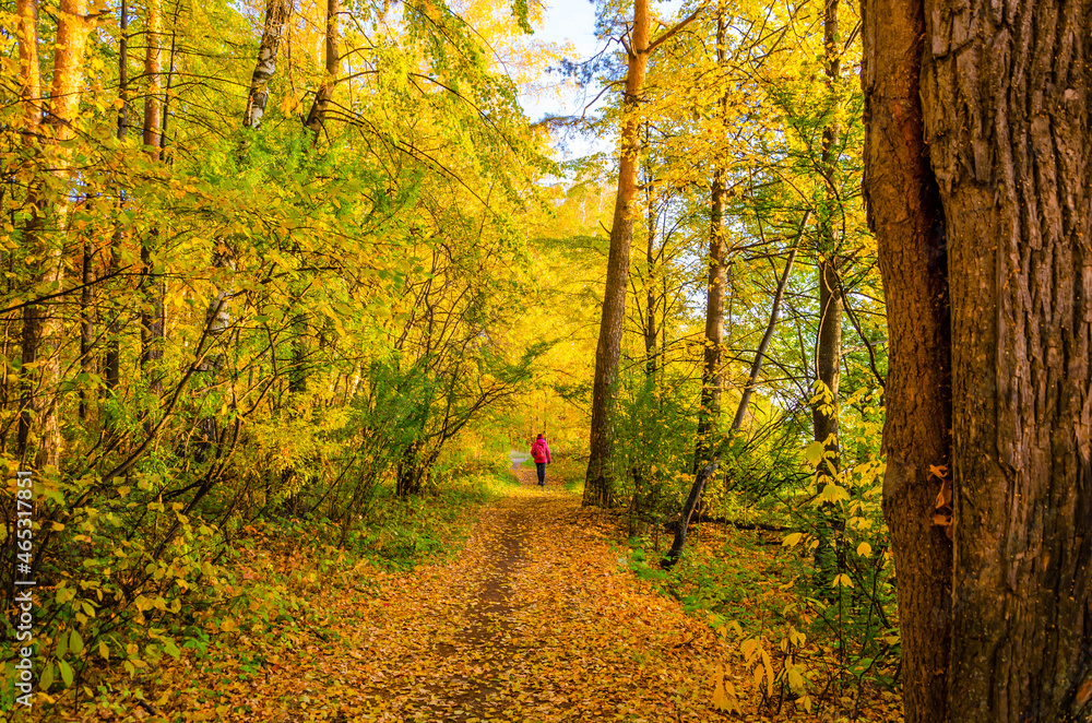 Fototapeta premium The road passing through the autumn forest.