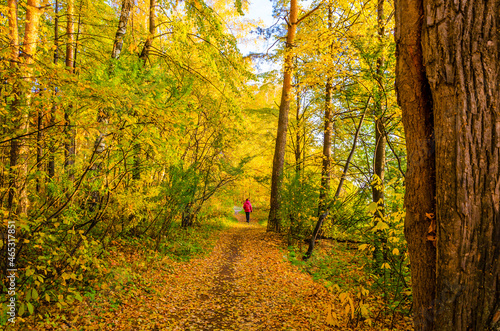 The road passing through the autumn forest. © Сергей Лаврищев