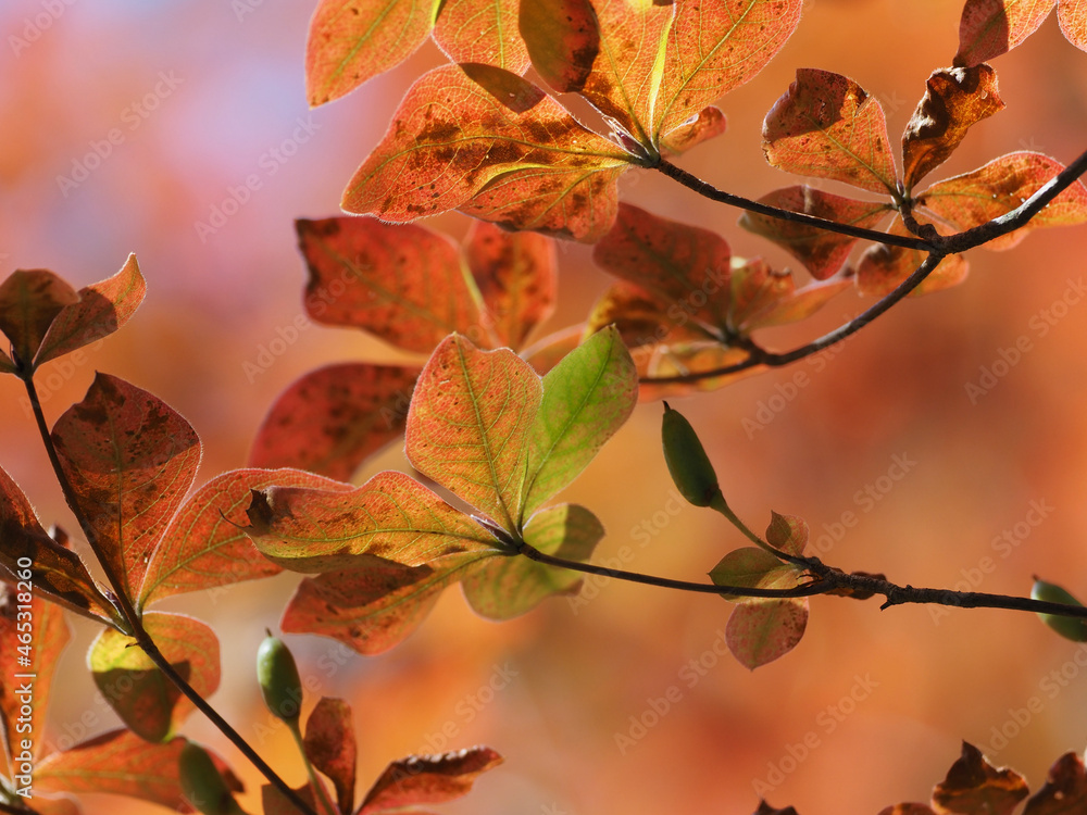 Fototapeta premium 日光男体山の紅葉