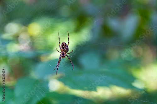 The spider sits inside a web that he himself weaved in the forest.