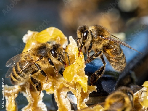 Close-up Of Bees On Honeycomb Fototapeta