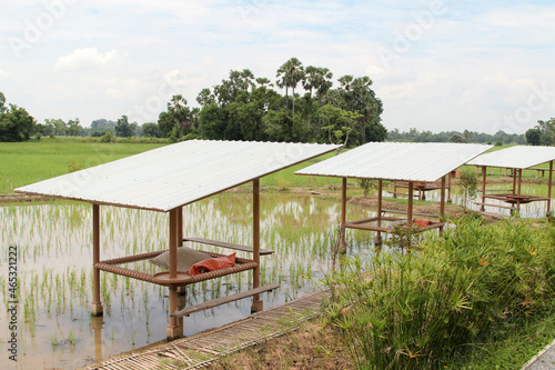 The steel building on paddy rice field of cafe for travelers relax, eat and drink. © noomcm