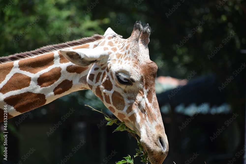 Closeup face view of a beautiful giraffe Closeup face view of a beautiful giraffe