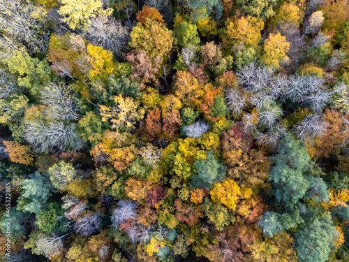 Aerial, top down view of deciduous forest in vibrant autumn colors. Drone photography taken in Sweden in October. © Anna