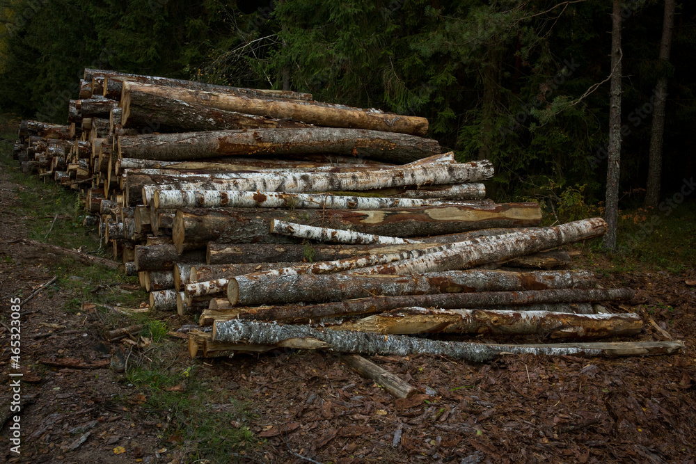 Log stacks along the forest road. Forest pine and spruce trees. Log trunks pile, the logging timber wood industry. Log stacks along the forest road. Forest pine and spruce trees. Log trunks pile, the logging timber wood industry.