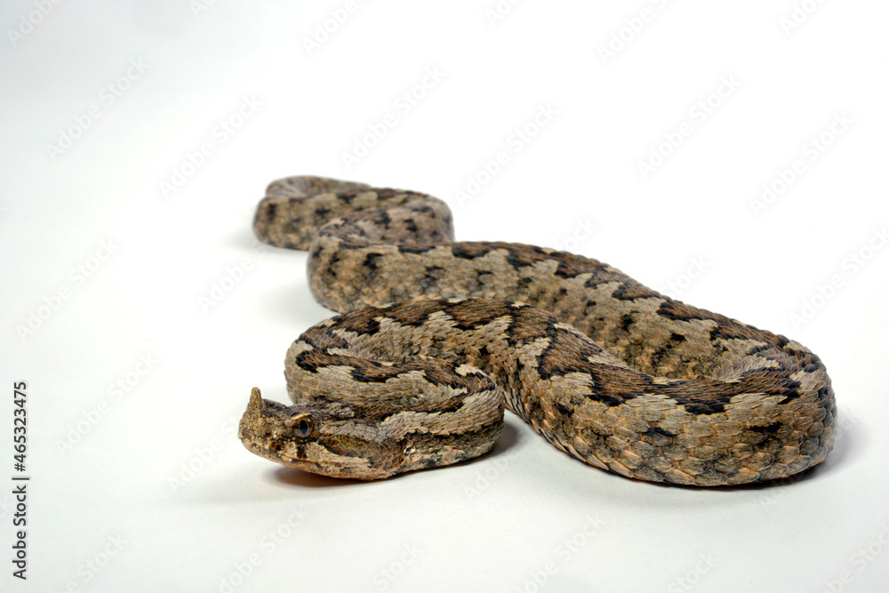 Europäische Hornotter // Nose-horned viper (Vipera ammodytes meridionalis) from Tinos, Greece Europäische Hornotter // Nose-horned viper (Vipera ammodytes meridionalis) from Tinos, Greece