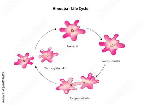 Biological Lifecyle of Amoeba Cell  