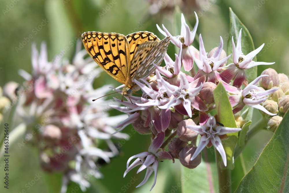 Butterfly feeding on flowers at Bear Lake Utah Butterfly feeding on flowers at Bear Lake Utah