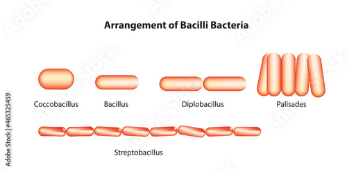 Biological arrangement of bacilli bacteria (bacilli bacteria classification) photo