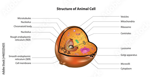 Biological illustration of typical animal cell photo