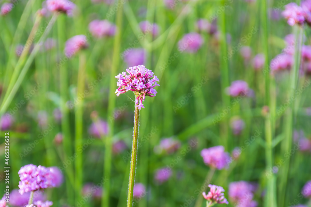 Verbena flowers blossom in the field on blurred background. Verbena flowers blossom in the field on blurred background.