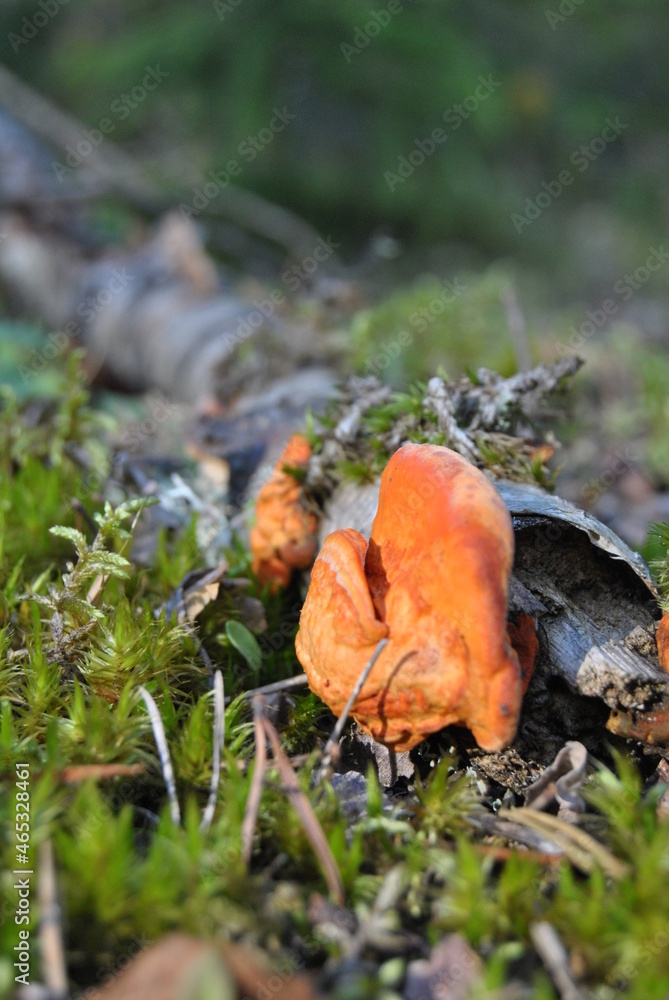 Bright orange strange form mushroom on the old brunch covered with moss Bright orange strange form mushroom on the old brunch covered with moss