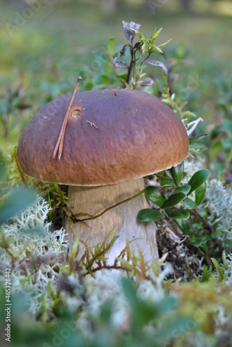 Big, brown, delicious mushroom in autumn forest hides in white moss