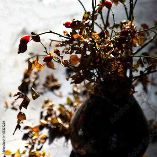 Zweige mit Hagebutten in einer Vase im Gegenlicht. Qudratisch