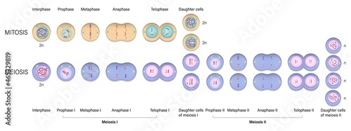 Mitosis and Meiosis diagram. Cell division. Prophase, Metaphase, Anaphase, and Telophase. photo