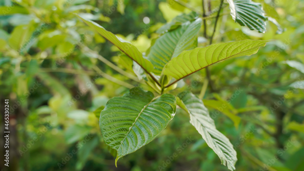The tropical Kratom tree (Mitragyna speciosa). The leaves of the tree are a mild stimulant, and were traditionally chewed by farmers and labourers needing a boost or some light pain relief. The tropical Kratom tree (Mitragyna speciosa). The leaves of the tree are a mild stimulant, and were traditionally chewed by farmers and labourers needing a boost or some light pain relief.