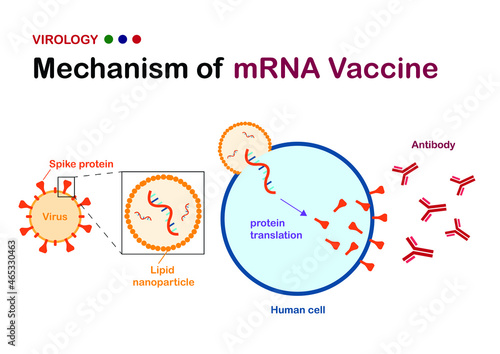 virology diagram explain mechanism of mRNA vaccine against virus photo