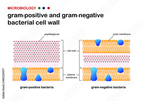 Biology diagram present the comparison of cell wall between gram-positive and gram-negative bacteria photo