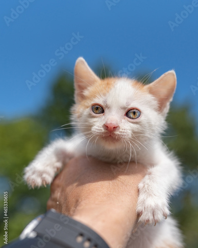 A man holds a frightened little white-red kitten on his outstretched hand. © shymar27