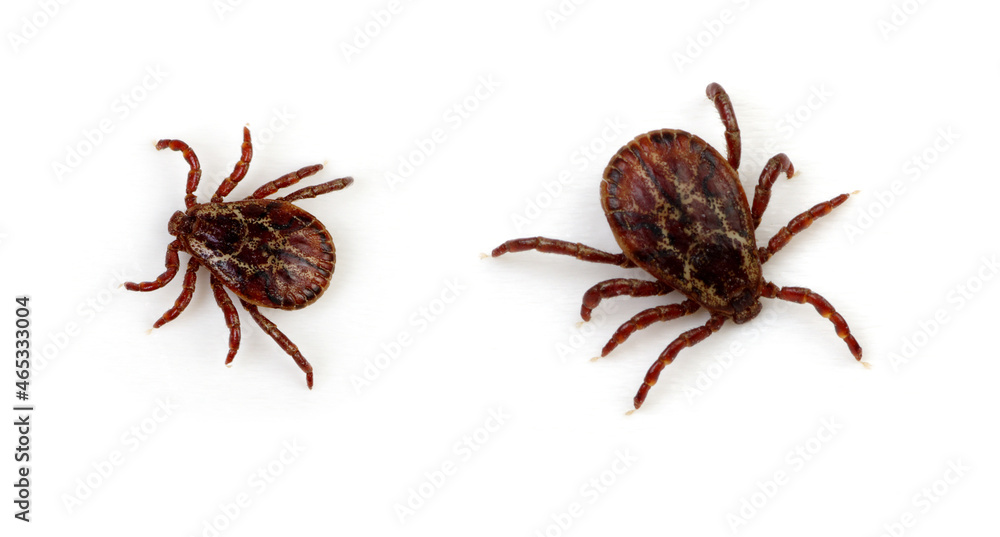Ticks isolated on white background Ticks isolated on white background