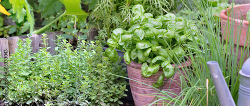 basil growing in potted  in a garden with oregano and chives